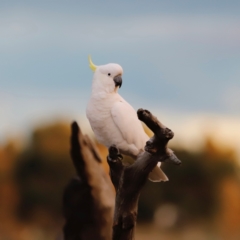 Cacatua galerita at Mulligans Flat - 8 Jun 2024