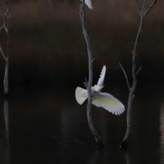 Cacatua galerita (Sulphur-crested Cockatoo) at Throsby, ACT - 8 Jun 2024 by JimL