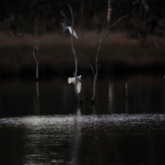 Cacatua galerita at Mulligans Flat - 8 Jun 2024