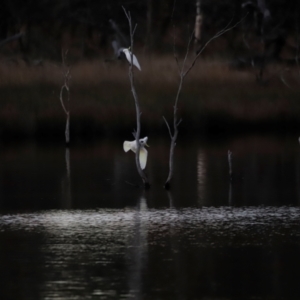 Cacatua galerita at Mulligans Flat - 8 Jun 2024