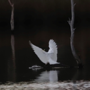 Cacatua galerita at Mulligans Flat - 8 Jun 2024