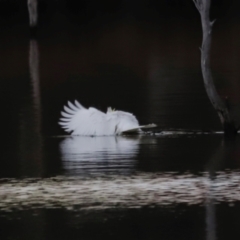 Cacatua galerita at Mulligans Flat - 8 Jun 2024