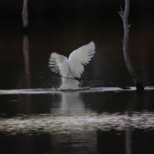 Cacatua galerita at Mulligans Flat - 8 Jun 2024