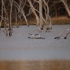 Chroicocephalus novaehollandiae at Mulligans Flat - 8 Jun 2024 by JimL