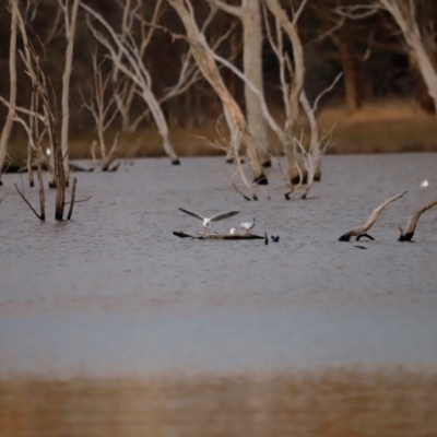 Chroicocephalus novaehollandiae at Mulligans Flat - 8 Jun 2024 by JimL