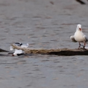 Chroicocephalus novaehollandiae at Mulligans Flat - 8 Jun 2024