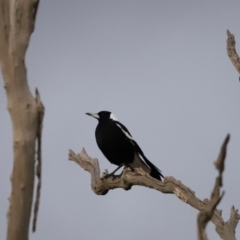 Gymnorhina tibicen (Australian Magpie) at Mulligans Flat - 8 Jun 2024 by JimL
