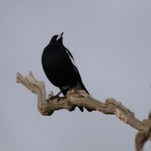 Gymnorhina tibicen at Mulligans Flat - 8 Jun 2024