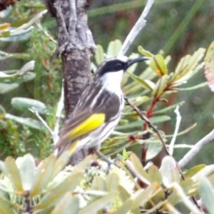 Phylidonyris niger at Ku-ring-gai Chase National Park - 6 Jun 2024