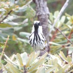Phylidonyris niger at Ku-ring-gai Chase National Park - 6 Jun 2024 09:23 AM