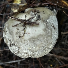 Unidentified Cap on a stem; gills below cap [mushrooms or mushroom-like] at Moruya, NSW - 7 Jun 2024 by LisaH
