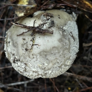 Amanita sp. at Broulee Moruya Nature Observation Area - suppressed