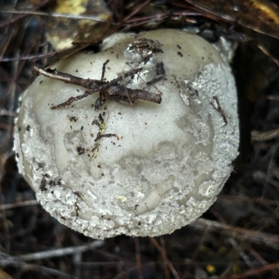 Unidentified Cap on a stem; gills below cap [mushrooms or mushroom-like] at Broulee Moruya Nature Observation Area - 7 Jun 2024 by LisaH
