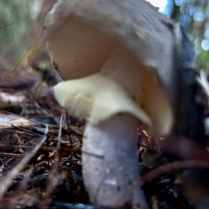 Amanita sp. at Broulee Moruya Nature Observation Area - suppressed