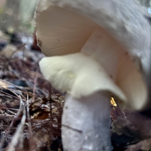 Amanita sp. at Broulee Moruya Nature Observation Area - suppressed