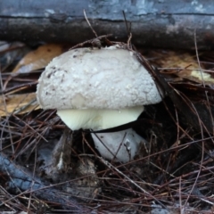 Amanita sp. at Broulee Moruya Nature Observation Area - suppressed