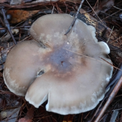 Unidentified Cap on a stem; gills below cap [mushrooms or mushroom-like] at Broulee Moruya Nature Observation Area - 7 Jun 2024 by LisaH