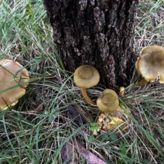 Unidentified Cap on a stem; gills below cap [mushrooms or mushroom-like] at Moruya, NSW - 8 Jun 2024 by LisaH