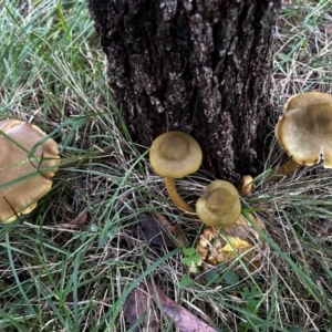 Armillaria sp. at Broulee Moruya Nature Observation Area - suppressed