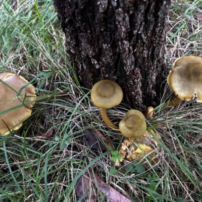 Unidentified Cap on a stem; gills below cap [mushrooms or mushroom-like] at Broulee Moruya Nature Observation Area - 8 Jun 2024 by LisaH