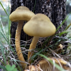 Armillaria sp. at Broulee Moruya Nature Observation Area - suppressed