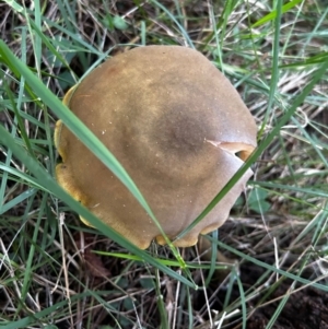 Armillaria sp. at Broulee Moruya Nature Observation Area - suppressed