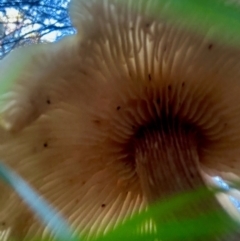 Armillaria sp. at Broulee Moruya Nature Observation Area - suppressed