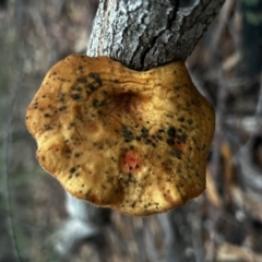 Unidentified Shelf-like to hoof-like & usually on wood at Broulee Moruya Nature Observation Area - 8 Jun 2024 by LisaH