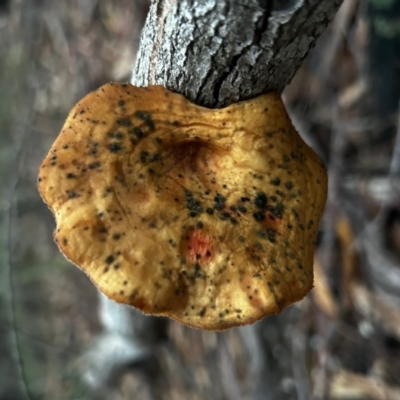 Unidentified Shelf-like to hoof-like & usually on wood at Moruya, NSW - 8 Jun 2024 by LisaH