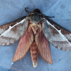 Oxycanus australis (Southern Oxycanus) at Broulee Moruya Nature Observation Area - 7 Jun 2024 by LisaH