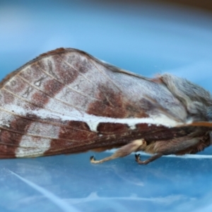 Oxycanus australis at Broulee Moruya Nature Observation Area - suppressed