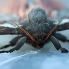 Oxycanus australis at Broulee Moruya Nature Observation Area - suppressed