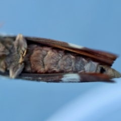 Oxycanus australis at Broulee Moruya Nature Observation Area - suppressed