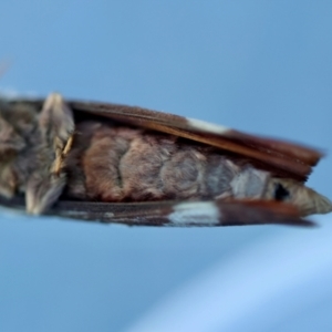Oxycanus australis at Broulee Moruya Nature Observation Area - suppressed