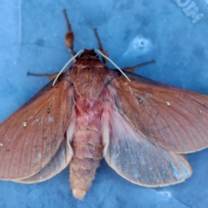 Oxycanus rufescens at Broulee Moruya Nature Observation Area - suppressed