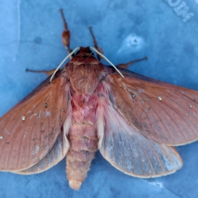 Oxycanus rufescens (Dry-country Oxycanus) at Broulee Moruya Nature Observation Area - 8 Jun 2024 by LisaH