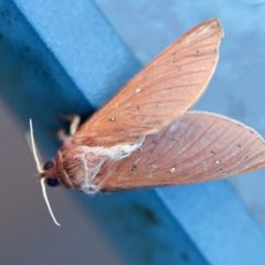 Oxycanus rufescens at Broulee Moruya Nature Observation Area - suppressed