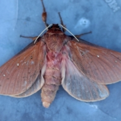 Oxycanus rufescens at Broulee Moruya Nature Observation Area - suppressed