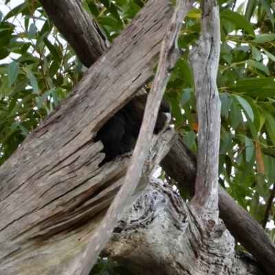 Calyptorhynchus lathami lathami (Glossy Black-Cockatoo) at Moruya, NSW - 8 Jun 2024 by LisaH