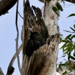 Calyptorhynchus lathami lathami at Broulee Moruya Nature Observation Area - suppressed