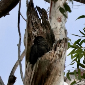 Calyptorhynchus lathami lathami at Broulee Moruya Nature Observation Area - suppressed