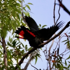 Calyptorhynchus lathami lathami at Broulee Moruya Nature Observation Area - suppressed