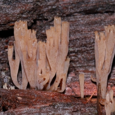 Artomyces sp. (A coral fungus) at Tidbinbilla Nature Reserve - 8 Jun 2024 by TimL