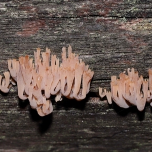 Artomyces sp. at Tidbinbilla Nature Reserve - 8 Jun 2024 11:15 AM