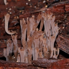 Artomyces sp. (A coral fungus) at Paddys River, ACT - 8 Jun 2024 by TimL