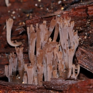 Artomyces sp. at Tidbinbilla Nature Reserve - 8 Jun 2024 11:18 AM