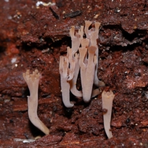 Artomyces sp. at Tidbinbilla Nature Reserve - 8 Jun 2024 11:18 AM