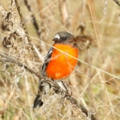Petroica phoenicea (Flame Robin) at Rendezvous Creek, ACT - 8 Jun 2024 by KMcCue