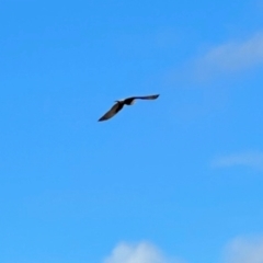 Falco berigora (Brown Falcon) at Namadgi National Park - 8 Jun 2024 by KMcCue