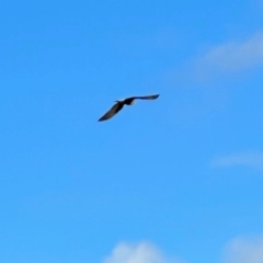 Falco berigora (Brown Falcon) at Rendezvous Creek, ACT - 8 Jun 2024 by KMcCue